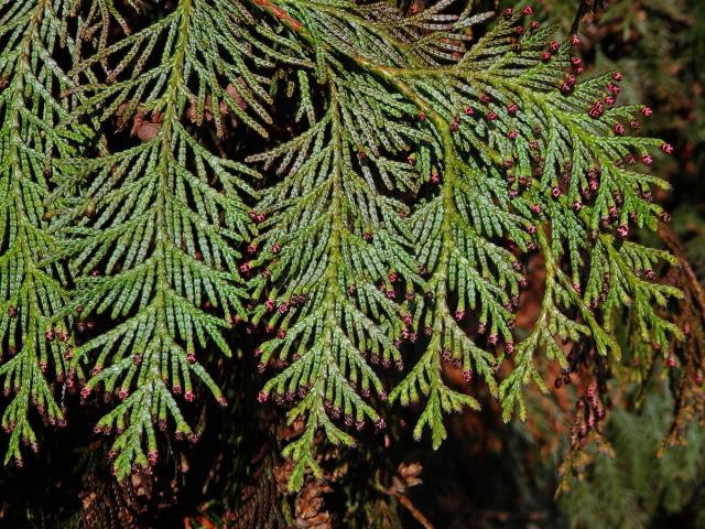 Zerav řasnatý (Thuja plicata D. Don)