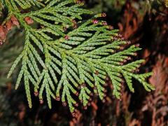 Zerav řasnatý (Thuja plicata D. Don)