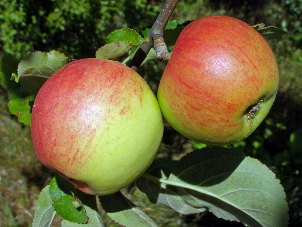 Jabloň domácí (Malvus domestica Borkh.)