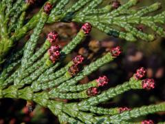 Zerav řasnatý (Thuja plicata D. Don)