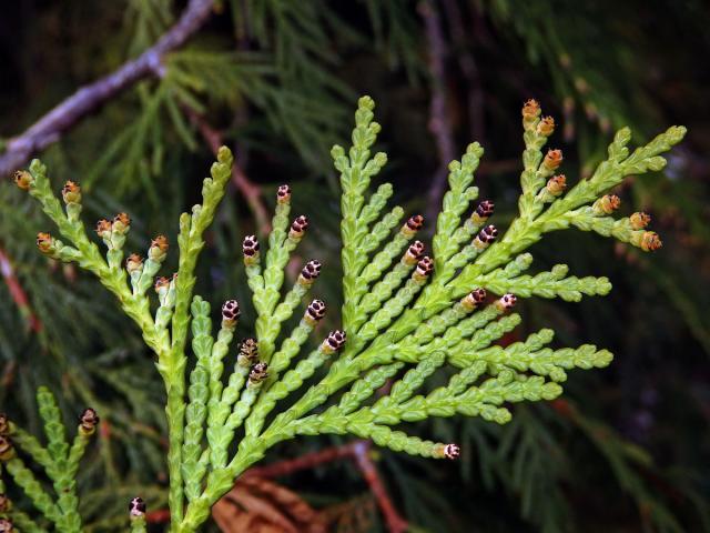 Zerav řasnatý (Thuja plicata D. Don)