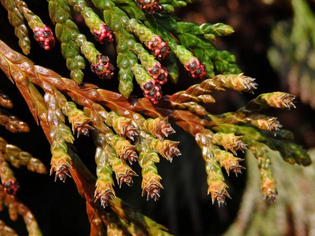 Zerav řasnatý (Thuja plicata D. Don)