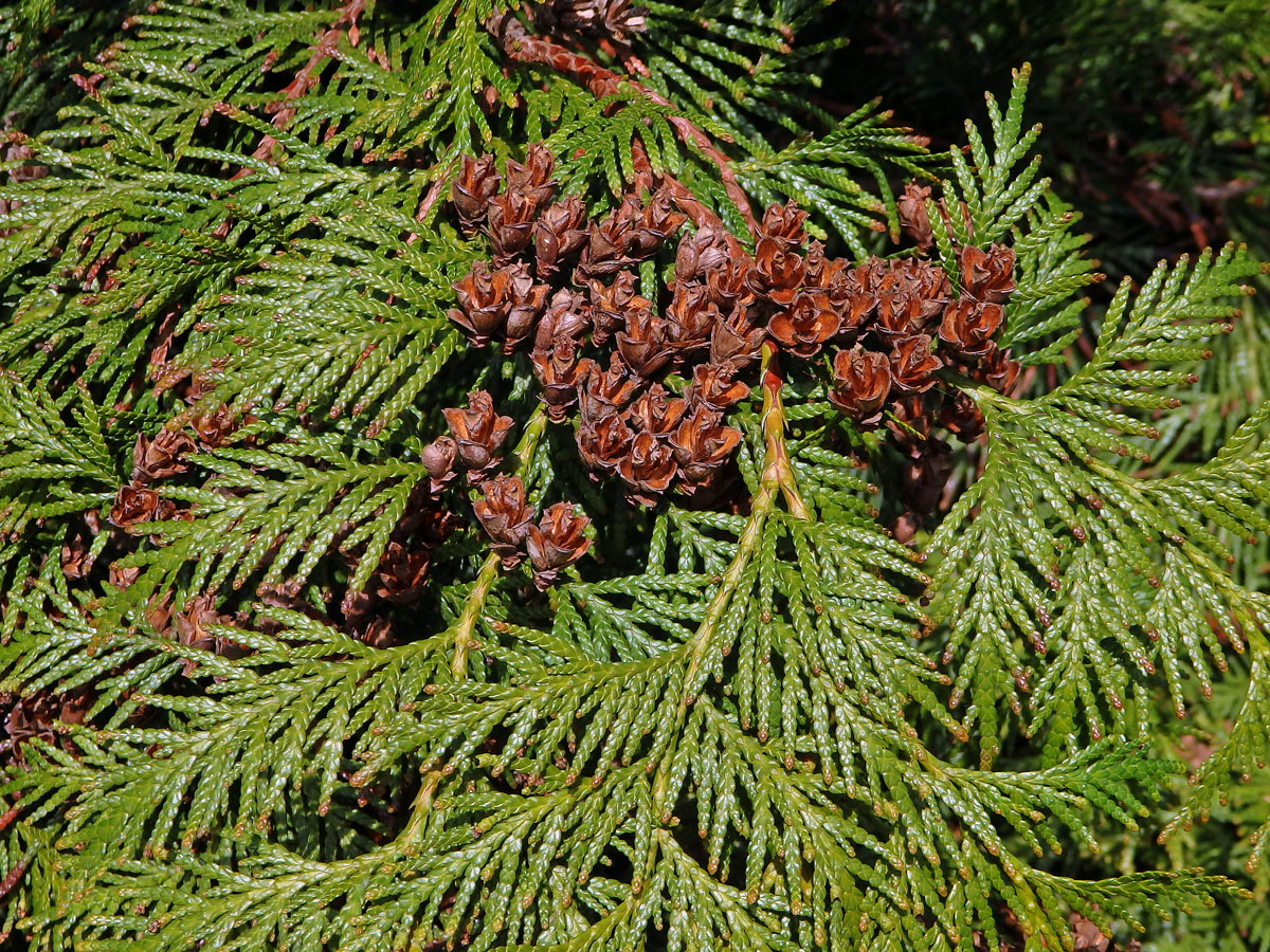 Zerav řasnatý (Thuja plicata D. Don)