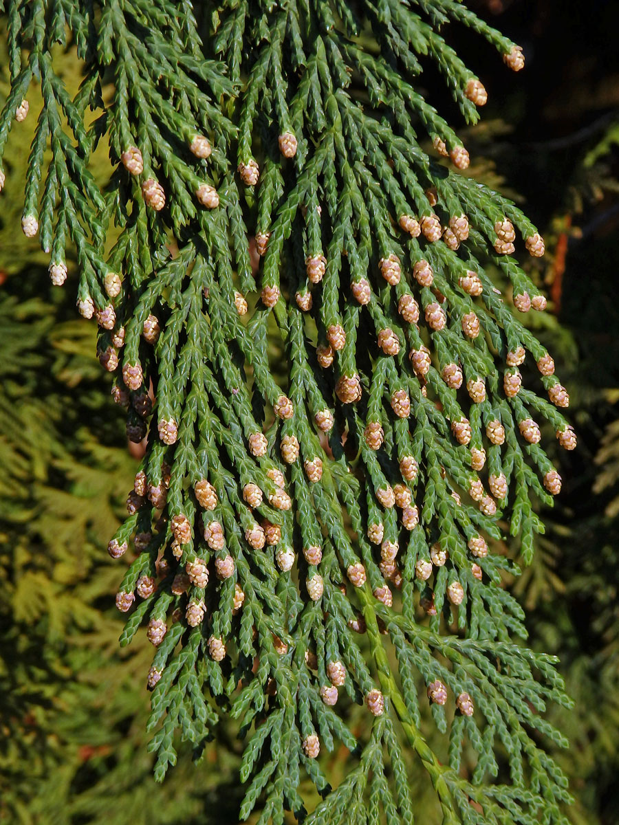 Pazerav sbíhavý (Calocedrus decurrens (Torr.) Florian)