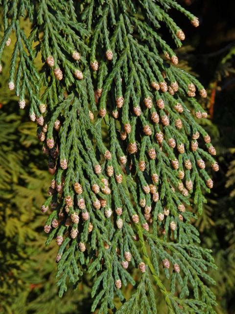 Pazerav sbíhavý (Calocedrus decurrens (Torr.) Florian)