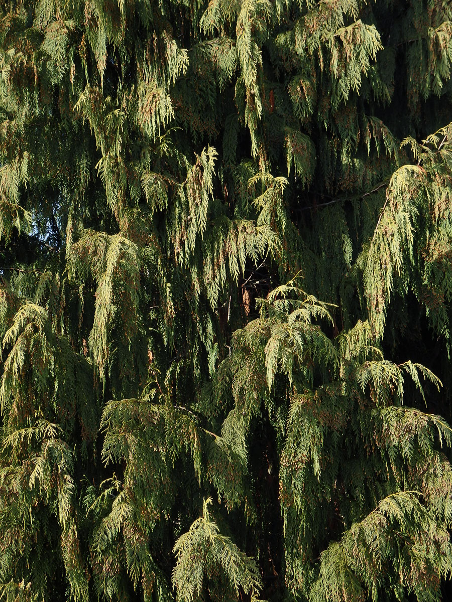 Pazerav sbíhavý (Calocedrus decurrens (Torr.) Florian)