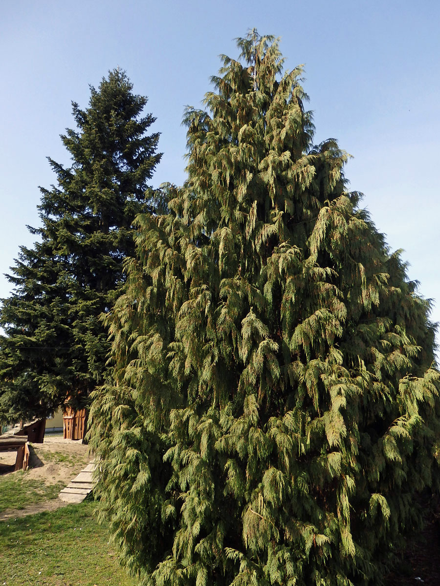 Pazerav sbíhavý (Calocedrus decurrens (Torr.) Florian)