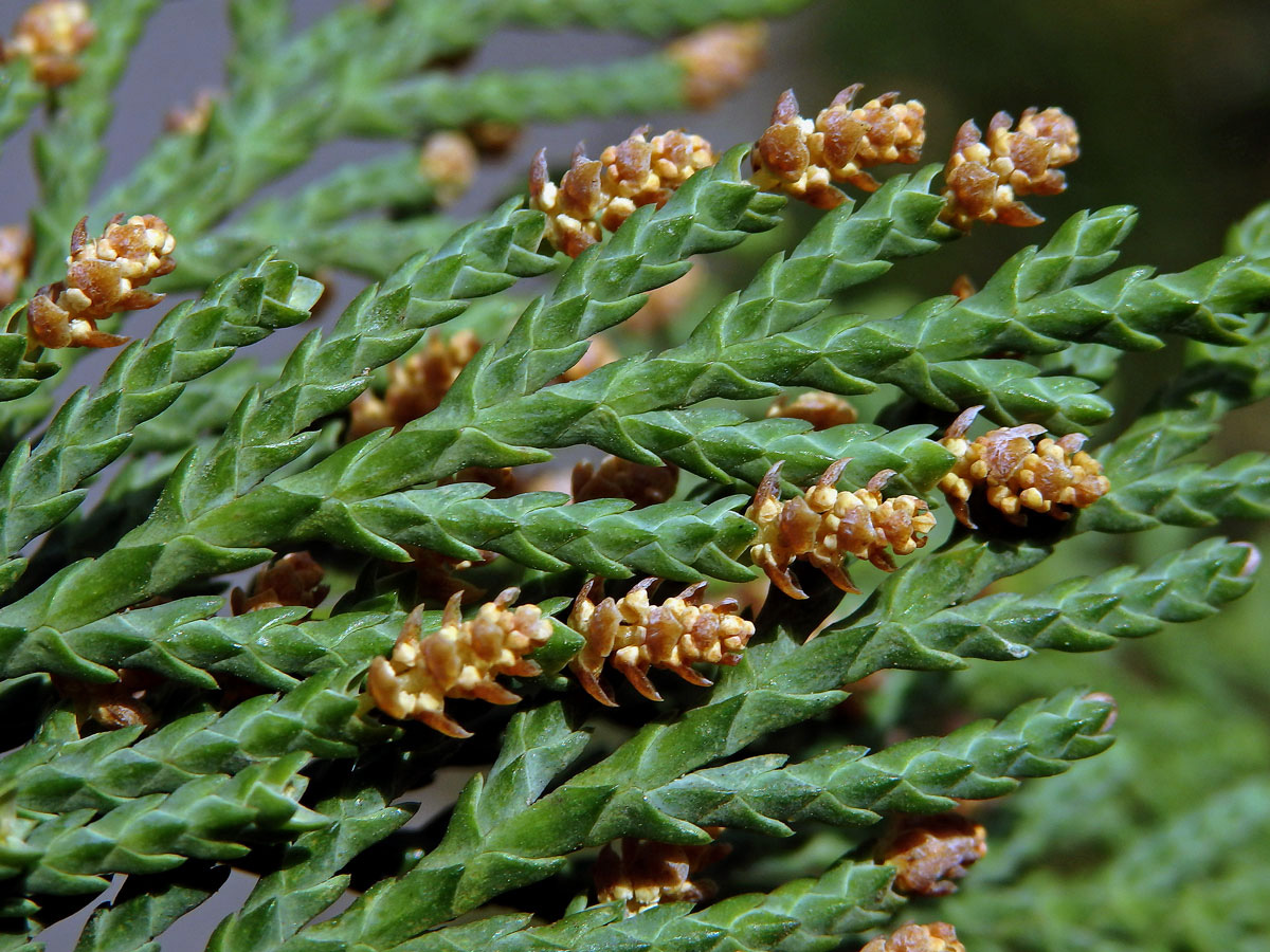 Pazerav sbíhavý (Calocedrus decurrens (Torr.) Florian)