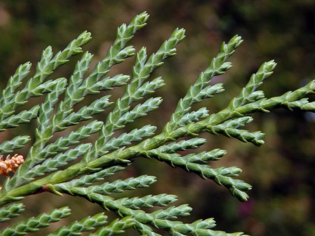 Pazerav sbíhavý (Calocedrus decurrens (Torr.) Florian)