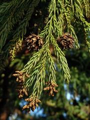 Kryptomerie japonská (Cryptomeria japonica (L. f.) D. Don)