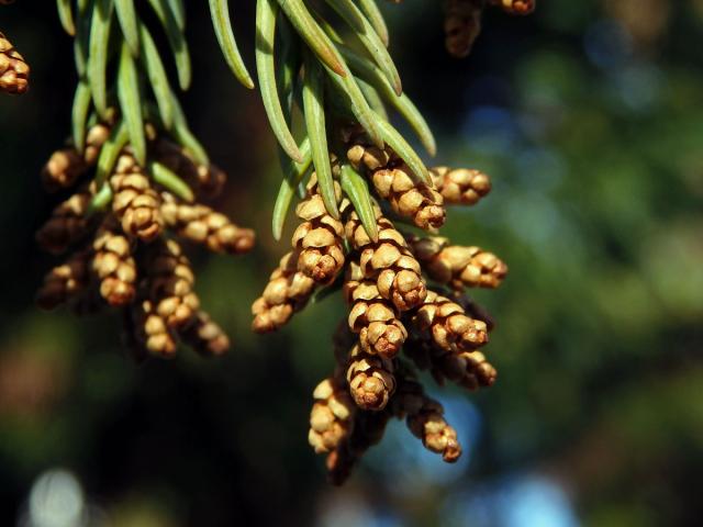 Kryptomerie japonská (Cryptomeria japonica (L. f.) D. Don)