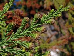 Kryptomerie japonská (Cryptomeria japonica (L. f.) D. Don)