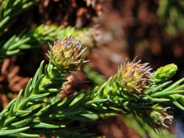 Kryptomerie japonská (Cryptomeria japonica (L. f.) D. Don)