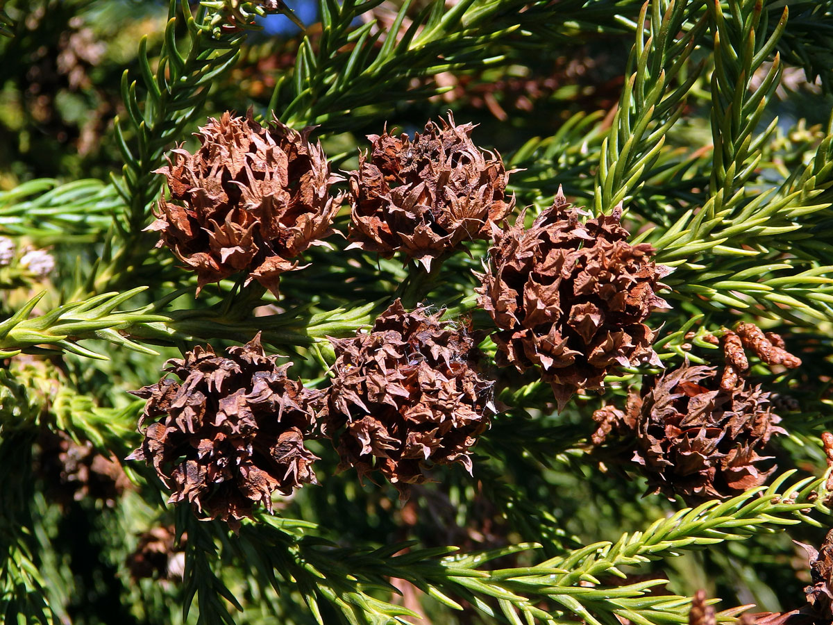 Kryptomerie japonská (Cryptomeria japonica (L. f.) D. Don)