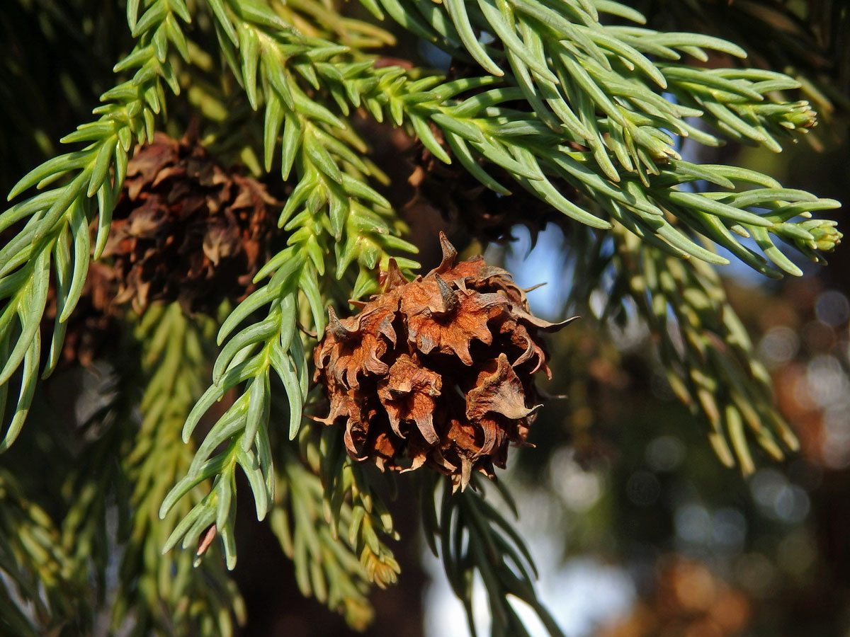 Kryptomerie japonská (Cryptomeria japonica (L. f.) D. Don)