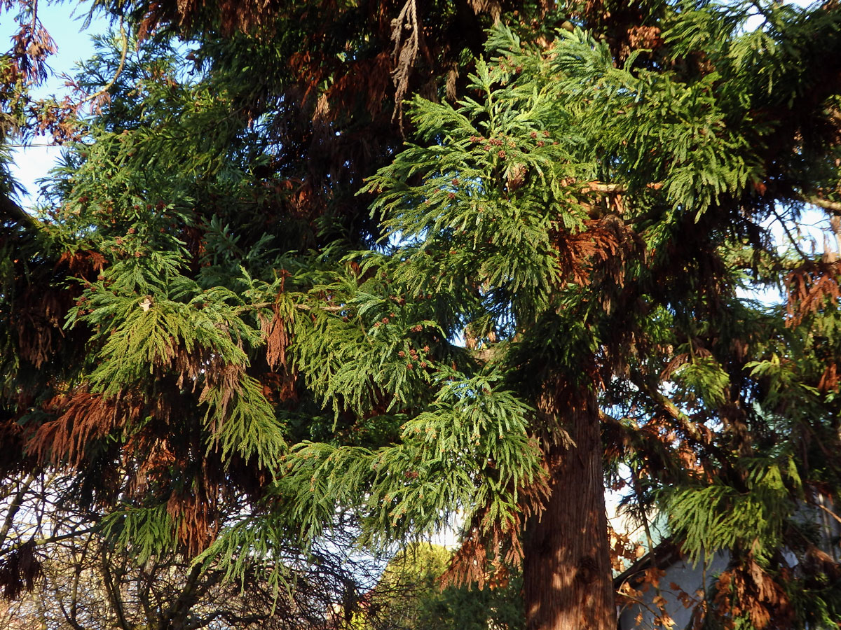 Kryptomerie japonská (Cryptomeria japonica (L. f.) D. Don)