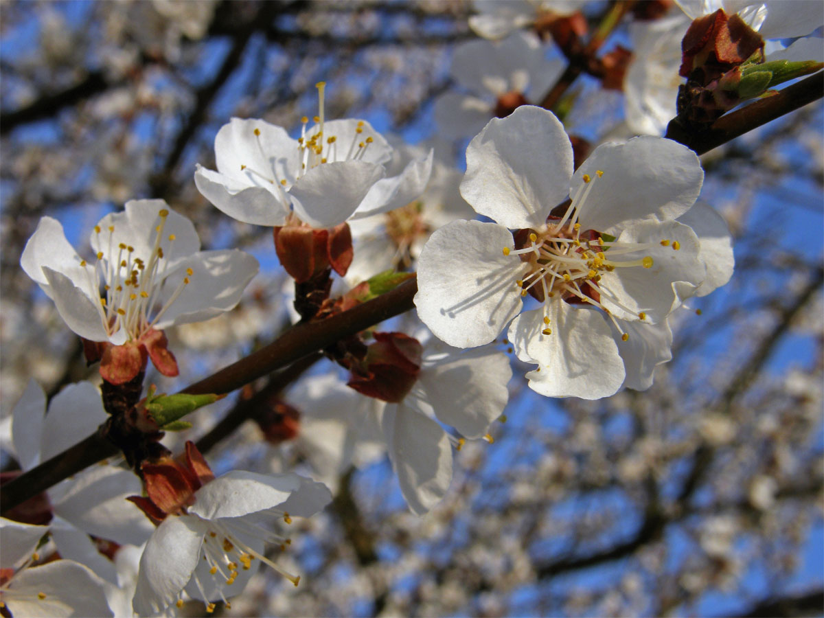 Meruňka obecná (Prunus armeniaca L.)