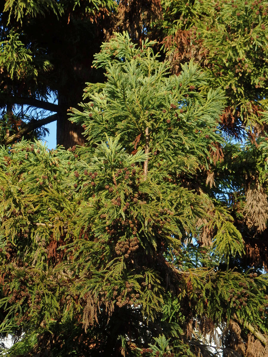 Kryptomerie japonská (Cryptomeria japonica (L. f.) D. Don)