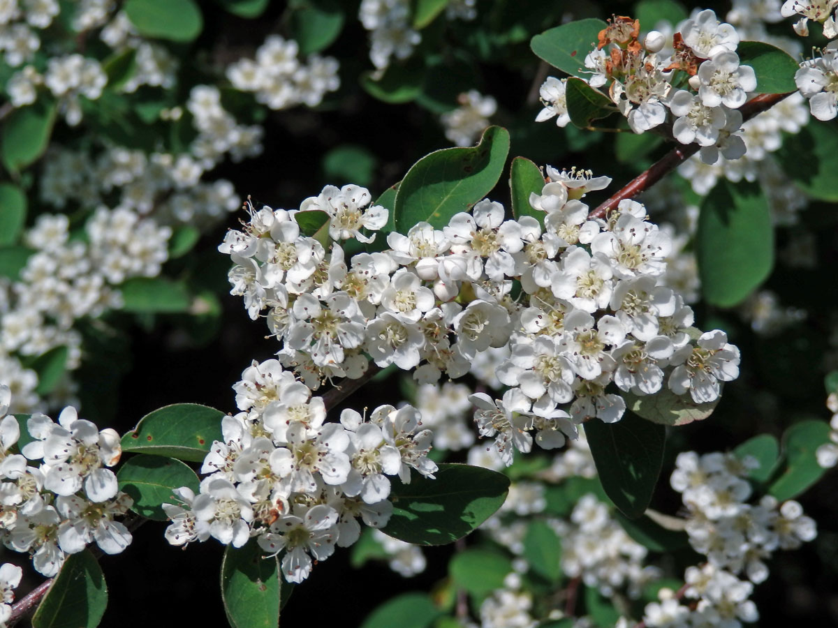 Skalník mnohokvětý (Cotoneaster multiflorus Bunge)