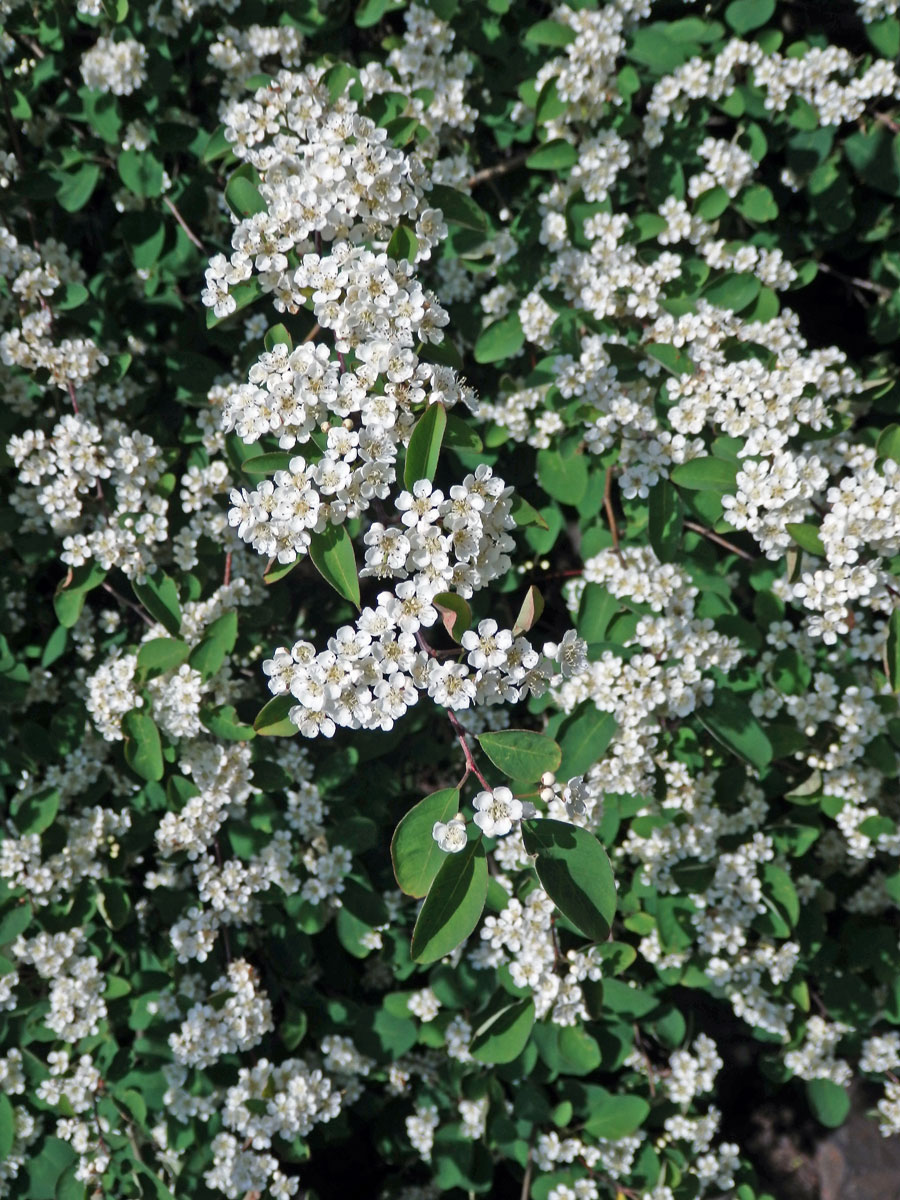 Skalník mnohokvětý (Cotoneaster multiflorus Bunge)