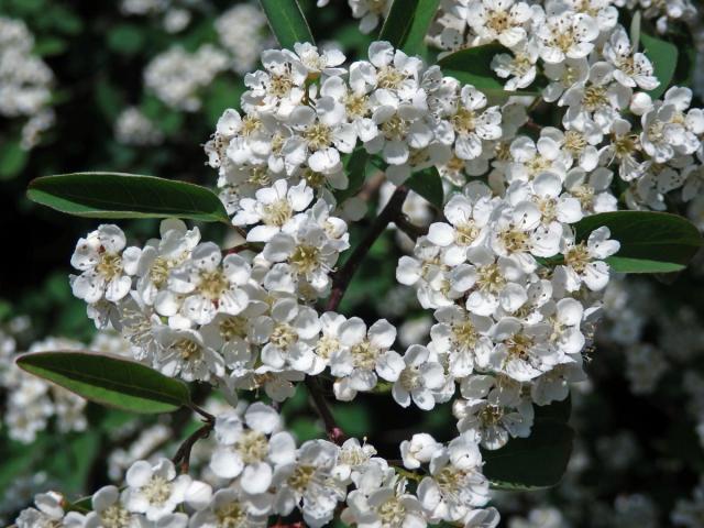 Skalník mnohokvětý (Cotoneaster multiflorus Bunge)