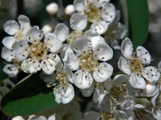 Skalník mnohokvětý (Cotoneaster multiflorus Bunge)