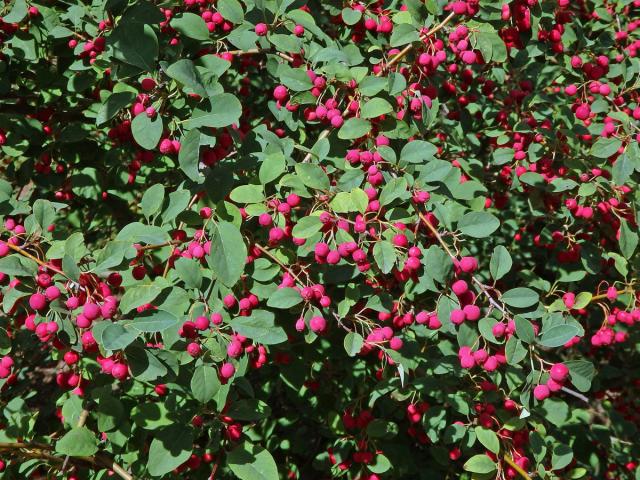 Skalník mnohokvětý (Cotoneaster multiflorus Bunge)