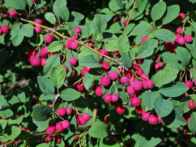 Skalník mnohokvětý (Cotoneaster multiflorus Bunge)