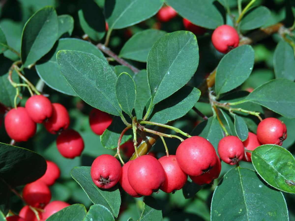 Skalník mnohokvětý (Cotoneaster multiflorus Bunge)