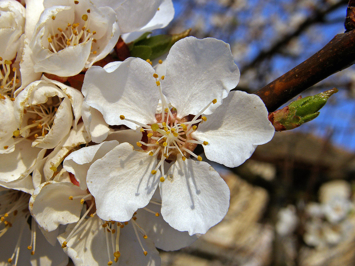 Meruňka obecná (Prunus armeniaca L.)