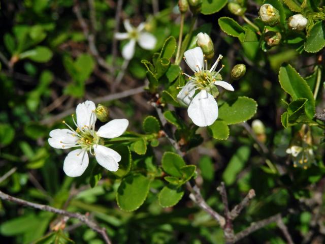 Třešeň křovitá (Prunus fruticosa Pallas)