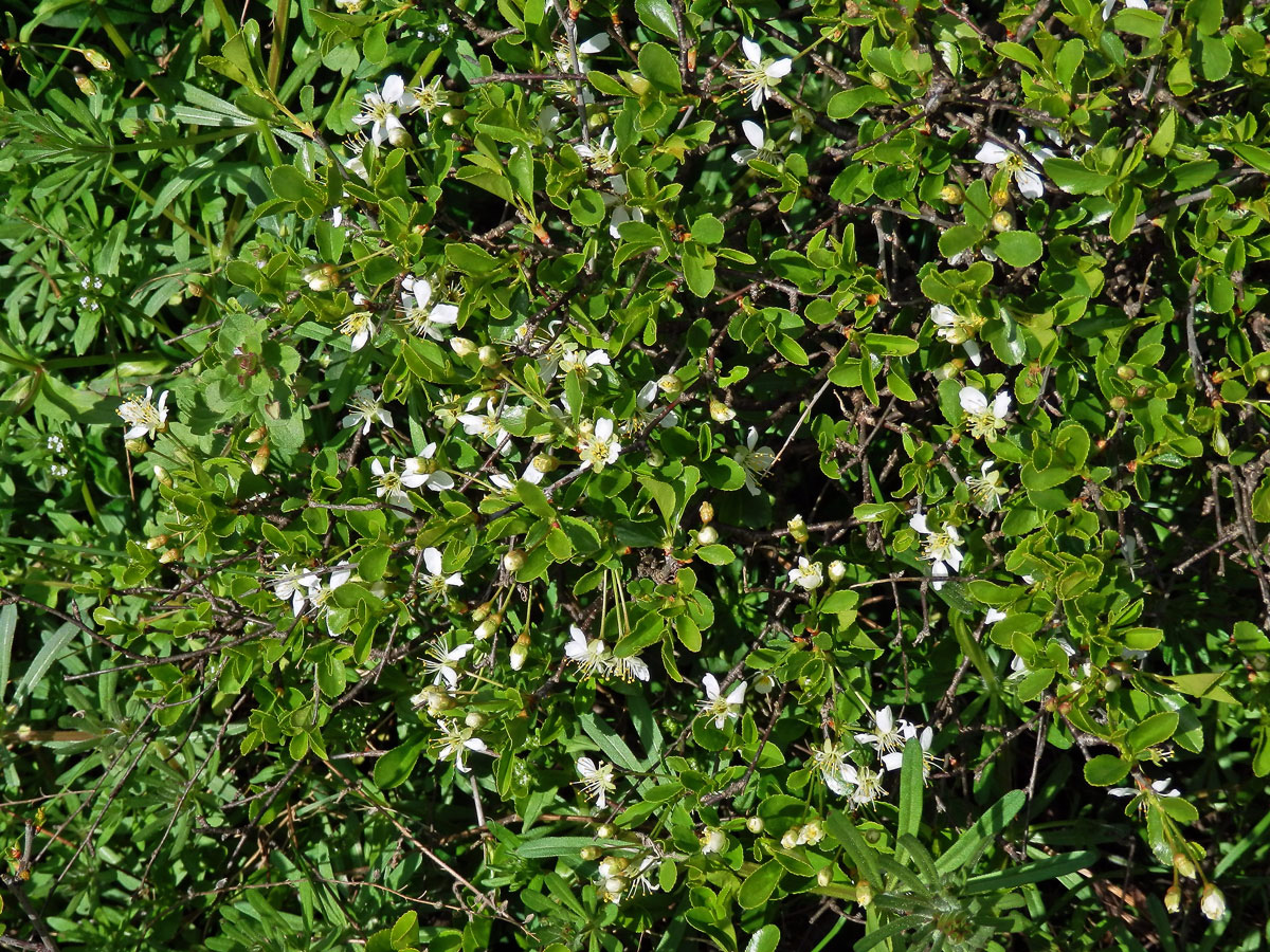 Třešeň křovitá (Prunus fruticosa Pallas)