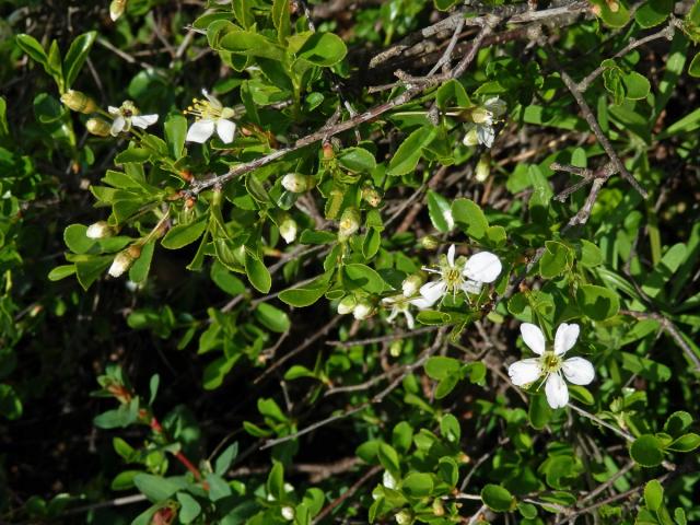 Třešeň křovitá (Prunus fruticosa Pallas)