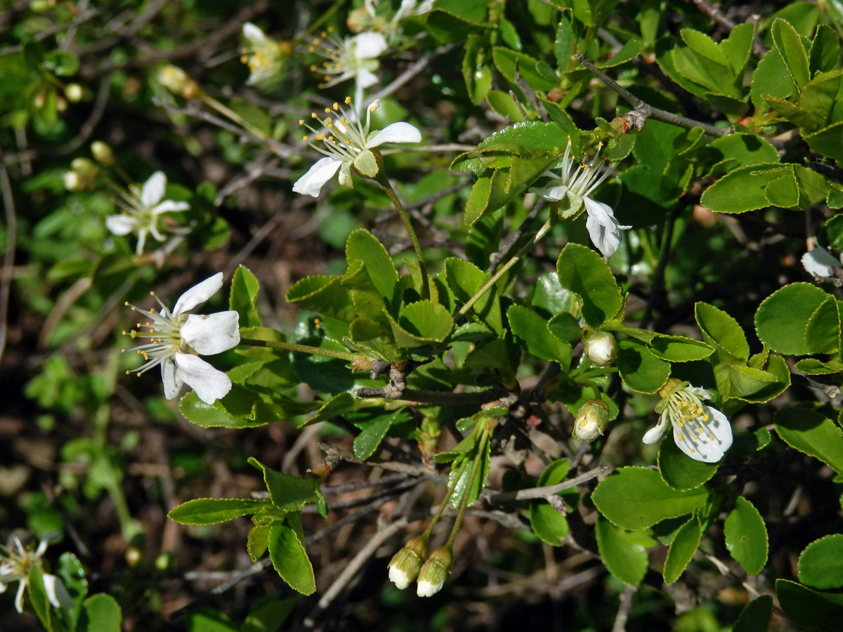 Třešeň křovitá (Prunus fruticosa Pallas)