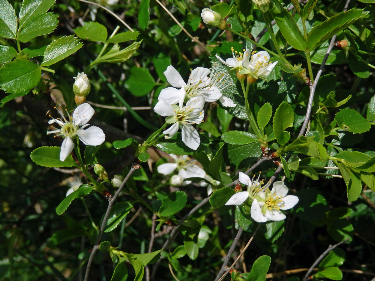 Třešeň křovitá (Prunus fruticosa Pallas)