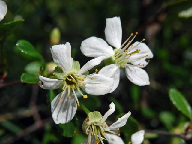 Třešeň křovitá (Prunus fruticosa Pallas)