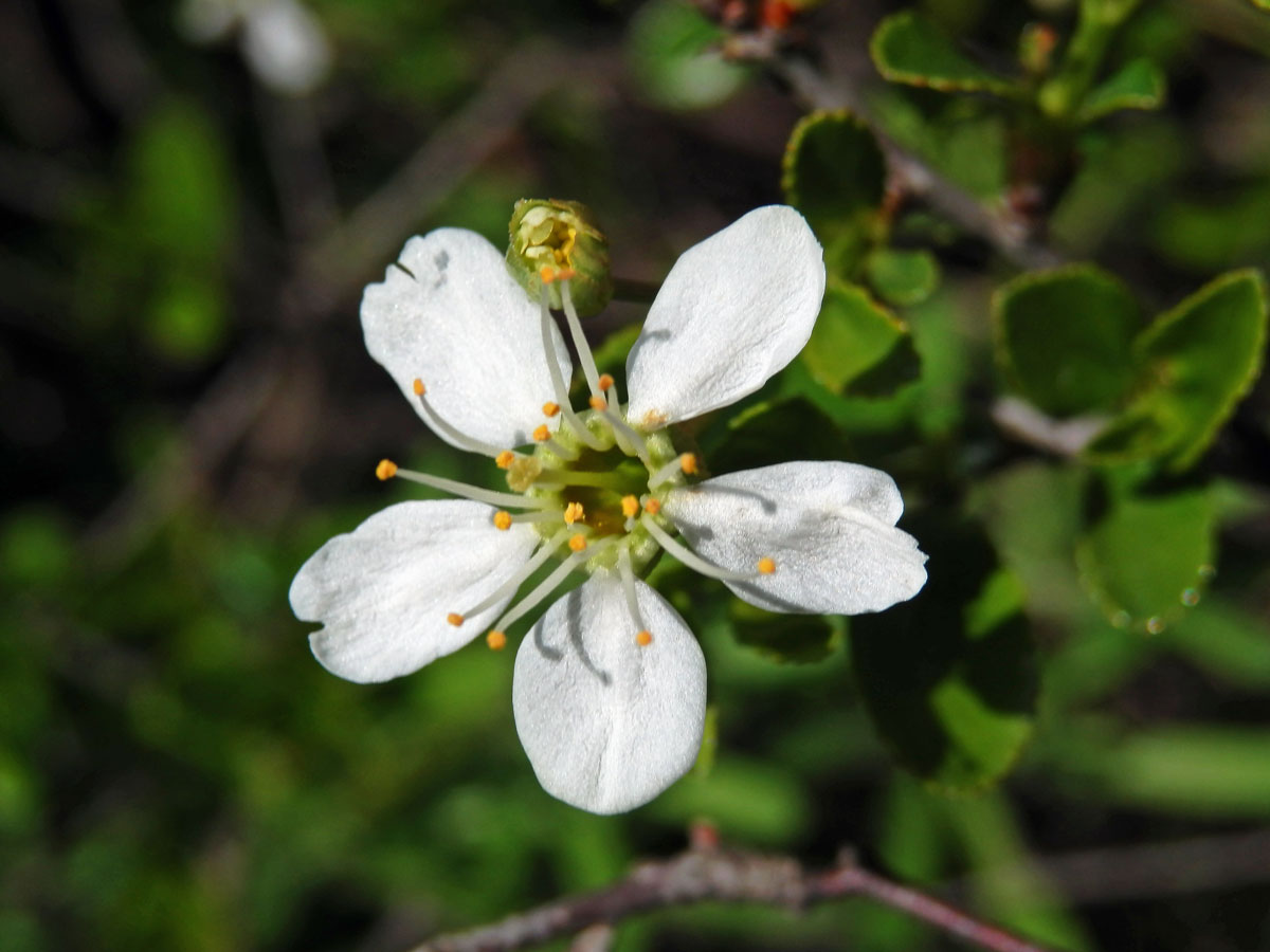 Třešeň křovitá (Prunus fruticosa Pallas)