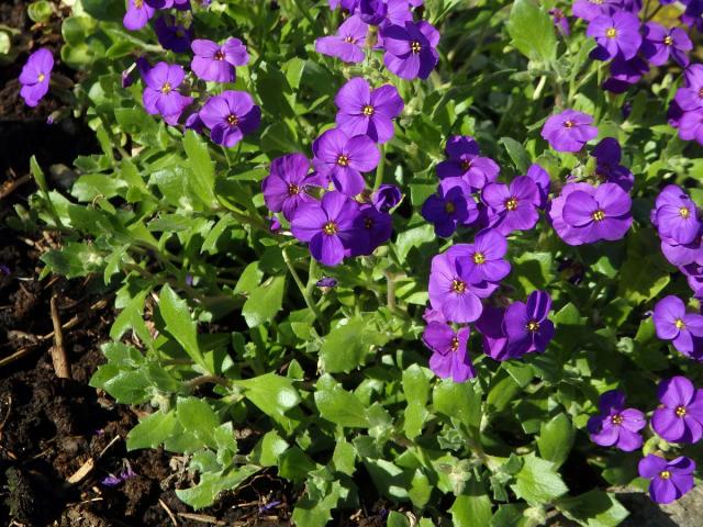 Tařička kosníkovitá (Aubrieta deltoidea (L.) DC.)