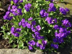 Tařička kosníkovitá (Aubrieta deltoidea (L.) DC.)