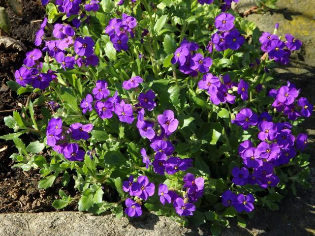 Tařička kosníkovitá (Aubrieta deltoidea (L.) DC.)