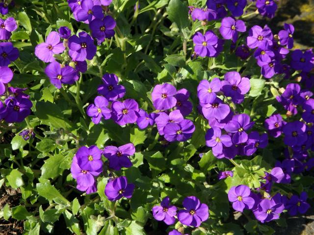 Tařička kosníkovitá (Aubrieta deltoidea (L.) DC.)