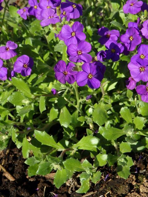 Tařička kosníkovitá (Aubrieta deltoidea (L.) DC.)