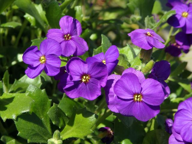 Tařička kosníkovitá (Aubrieta deltoidea (L.) DC.)