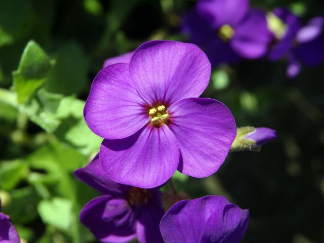 Tařička kosníkovitá (Aubrieta deltoidea (L.) DC.)