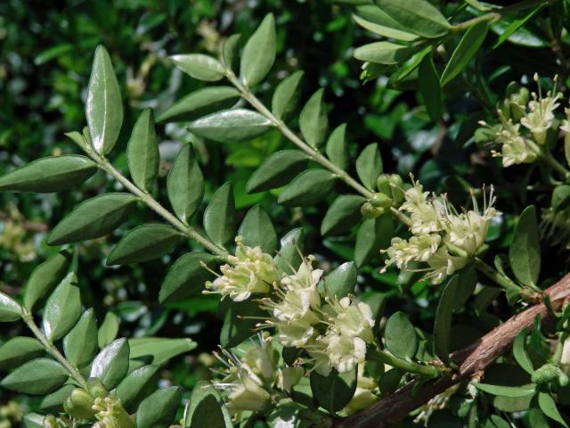 Zimolez lesklý (Lonicera nitida E. H. Wilson)