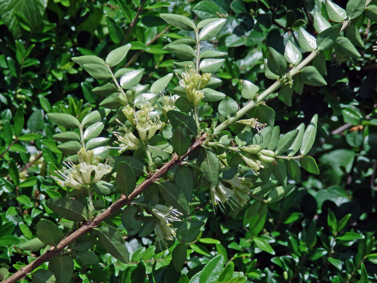 Zimolez lesklý (Lonicera nitida E. H. Wilson)