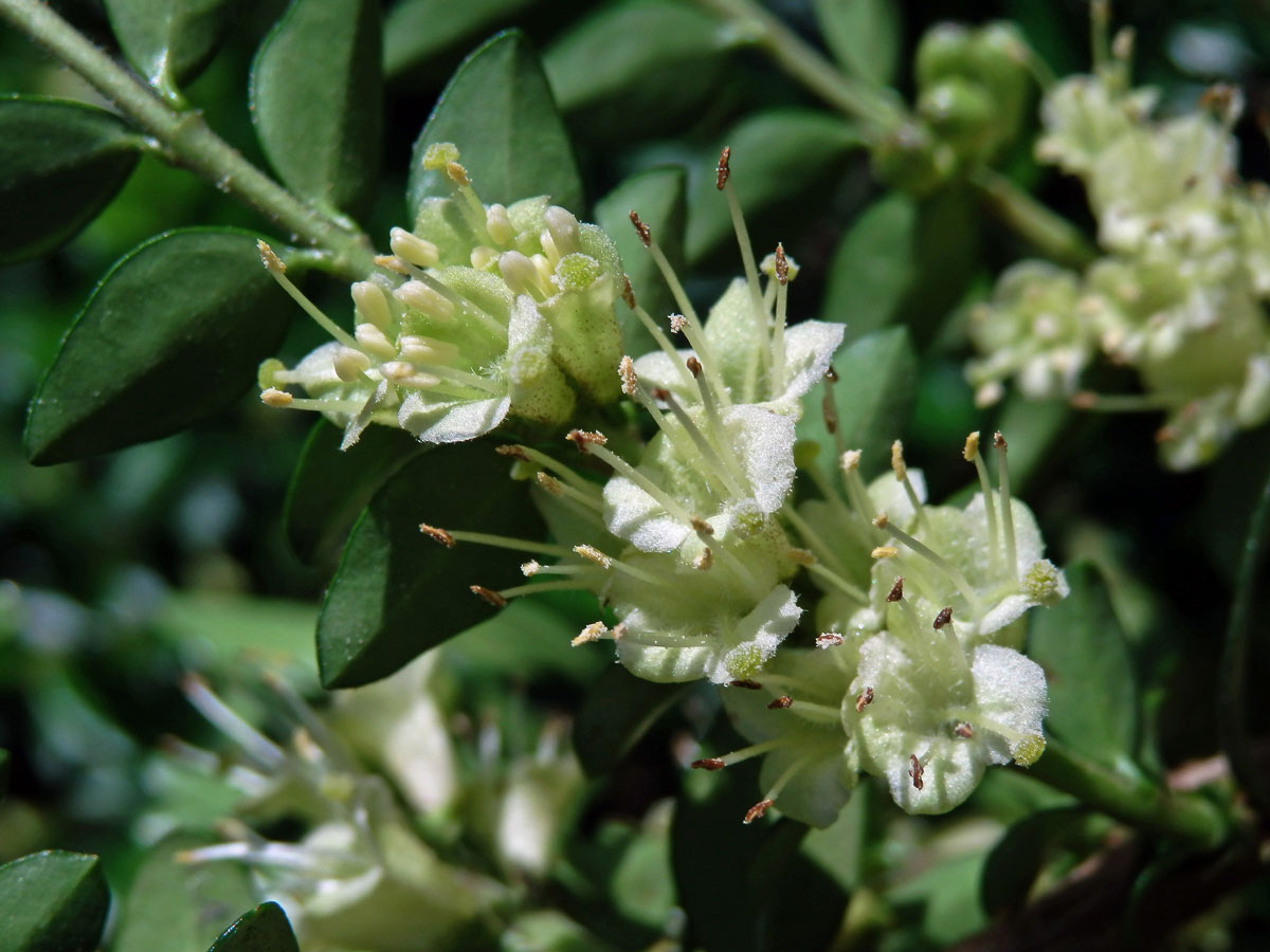 Zimolez lesklý (Lonicera nitida E. H. Wilson)