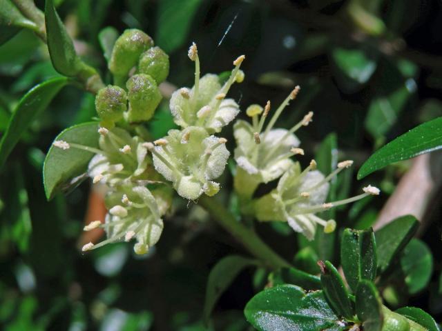 Zimolez lesklý (Lonicera nitida E. H. Wilson)