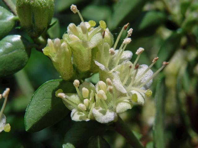 Zimolez lesklý (Lonicera nitida E. H. Wilson)