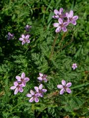 Pumpava obecná (rozpuková) (Erodium cicutarium (L.) L´Hér.)